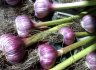 garlic Dec 09.jpg - 